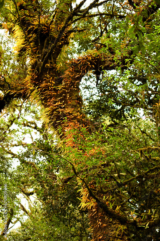 Fototapeta premium The Yellow Autumn leaves in the Primitive Forest or Jungle in Son La, Vietnam