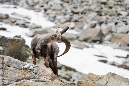 Adult ibex scratches its back with its horns