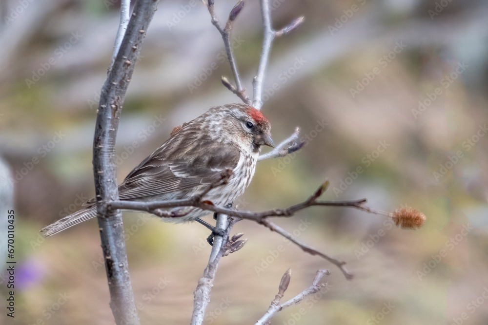 The common redpoll or mealy redpoll (Acanthis flammea) perched on a alder brach on blurred background, Alps Mountains, italy