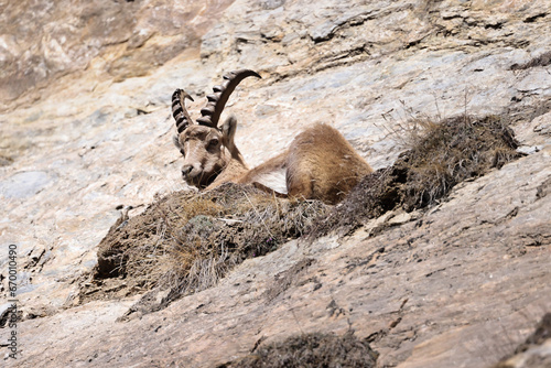 Young ibex rests on a rock face