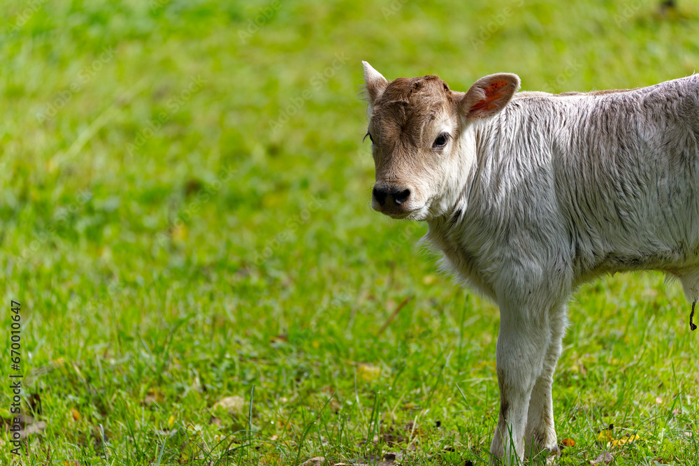 Obraz premium Close-up of cute bull calf a view days old on meadow on a cloudy autumn day at Swiss City of Zürich. Photo taken October 30th, 2023, Zurich, Switzerland.