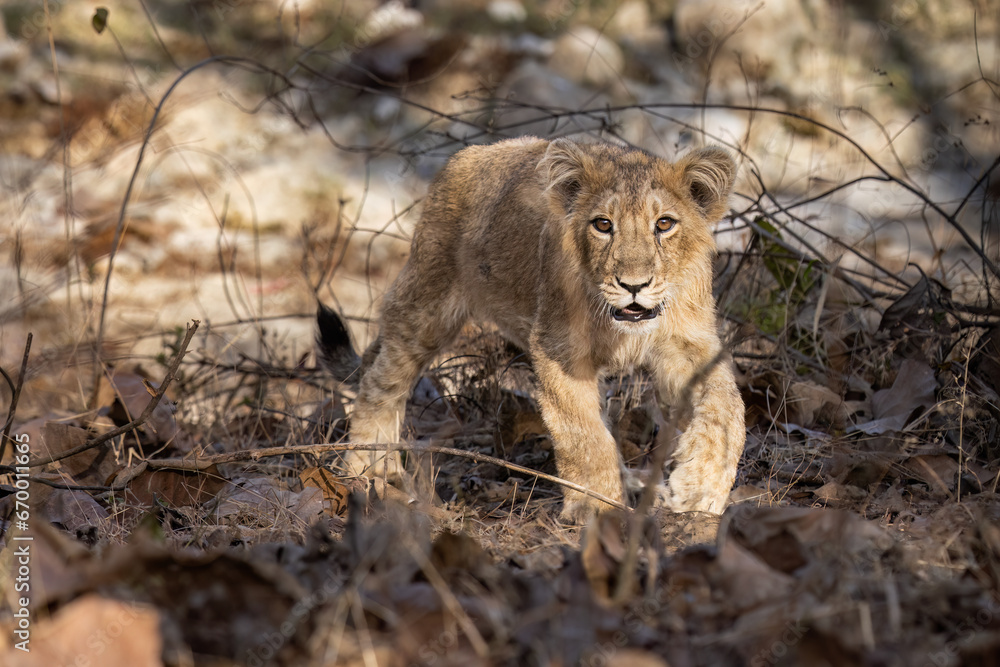 Fototapeta premium Asiatic LIon Cub. 