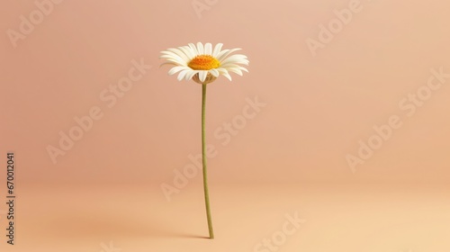 single daisy isolated with clean background