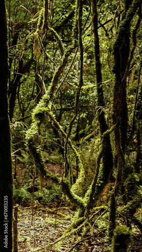 Mosses covering trees in the in the Primitive forest in Sa Mu  Son La  Vietnam