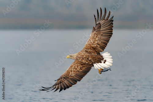 white tailed eagle (Haliaeetus albicilla) catch a big fish. Oder delta in Poland, europe. Polish Eagle. National Bird Poland. 