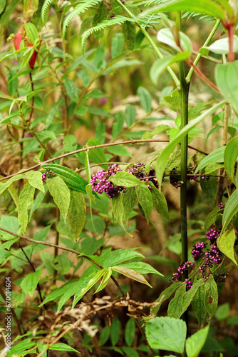 Callicarpa longifolia in highland Northern Vietna, Southeast asia