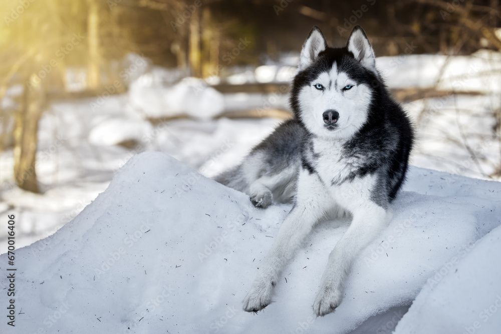 Beautiful portrait of husky dog, snowy sunny forest, winter background. 