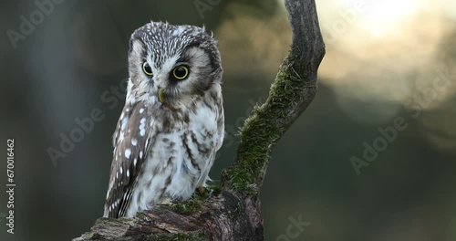 Owl at sunrise. Boreal owl, Aegolius funereus, perched on rotten branch and observes surroundings. Typical small owl with big yellow eyes in first morning sun rays. Known as Tengmalm's owl. Autumn.