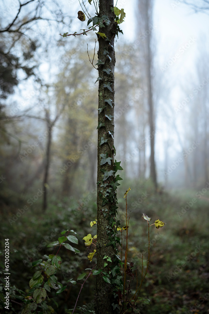 Fototapeta premium Oak Tree in the Heart of the Forest with Ivy, Background with Vegetation, Humid Morning