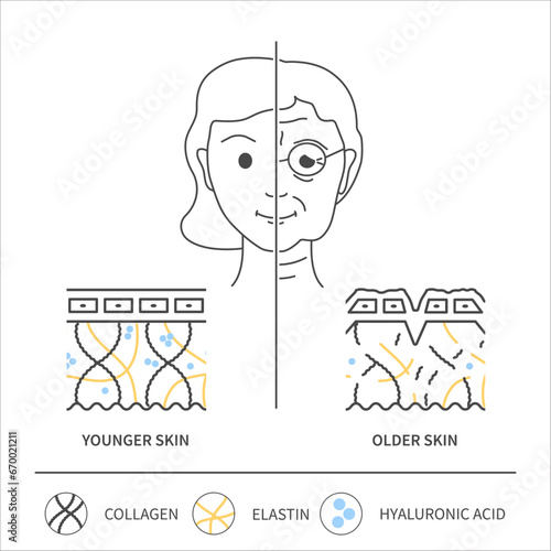 Collagen and aging. Skin changes in younger and older woman. Skin cross-section showing collagen, elastin and hyaluronic acid cells. Beauty and wellness concept. Medical vector illustration.