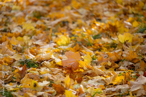 background of yellow leaves