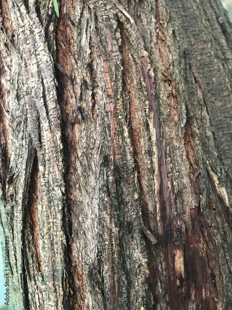 Fototapeta premium hormigas caminando sobre la corteza de un árbol