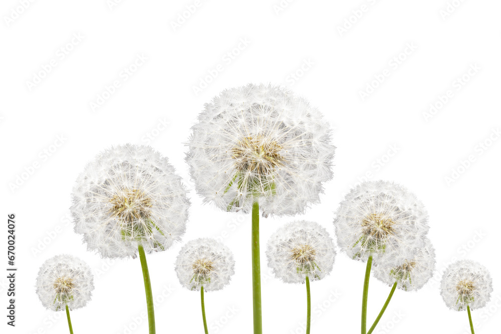 Obraz premium dandelions isolated on white background