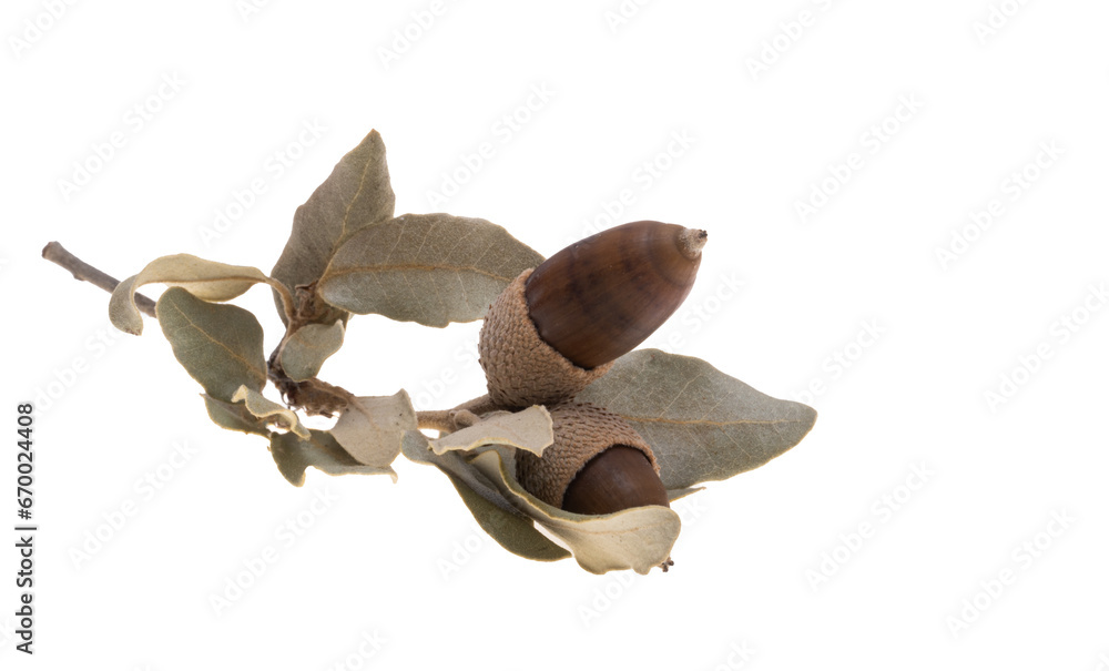 Fototapeta premium dry acorn isolated