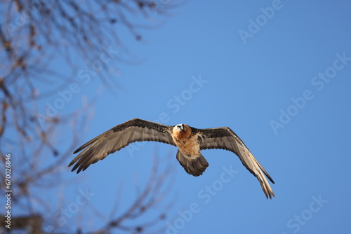 Bearded Vulture in flight