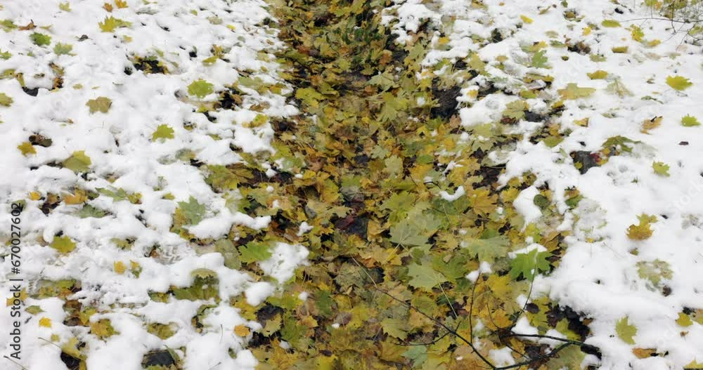 A stream covered with yellow autumn leaves flows through a snowy forest in autumn A stream covered with yellow autumn leaves flows through a snowy forest in autumn