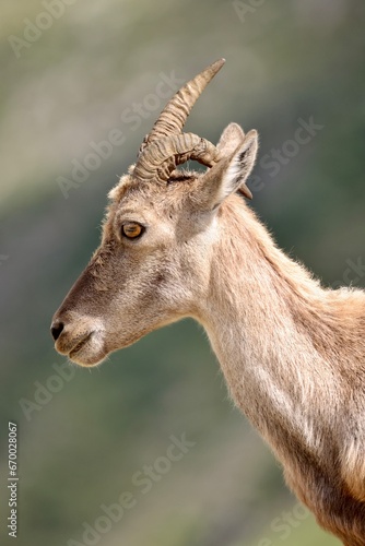 Young female ibex with a crooked horn