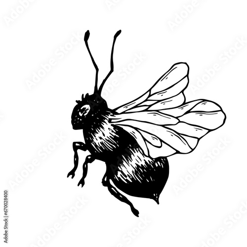 Sketch, guarding a honey bee. Vector graphics.