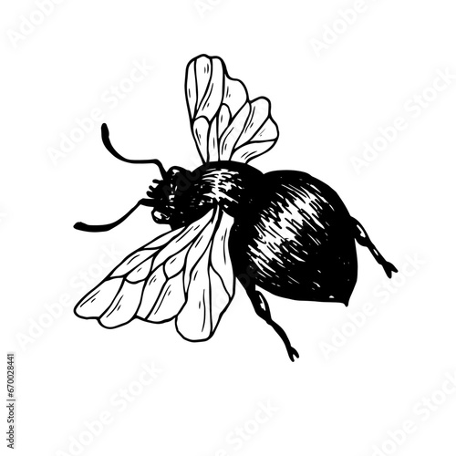 Sketch, guarding a honey bee. Vector graphics.