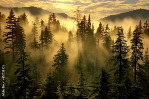 Morning mist envelops a thick forest of pine trees. Generative AI