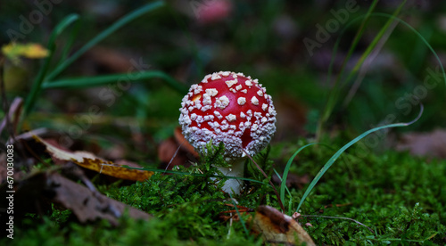 fly agaric mushroom in grass