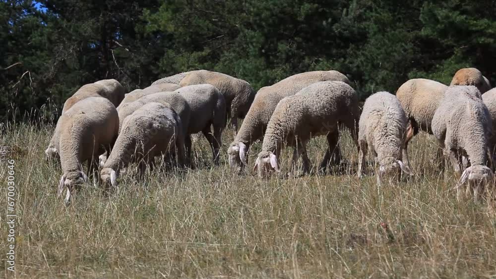 Sheep grazing in a meadow in late summer, Germany, Europe Sheep grazing in a meadow in late summer, Germany, Europe