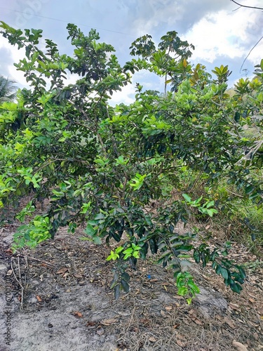 Paysage de la nature