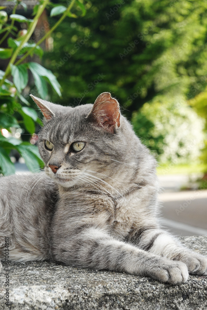 A curious young cat gazing cautiously