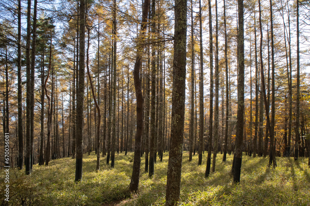 Obraz premium 秋の紅葉した南八ヶ岳の針葉樹林