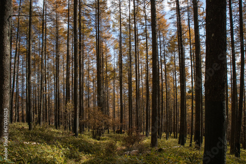 秋の紅葉した南八ヶ岳の針葉樹林