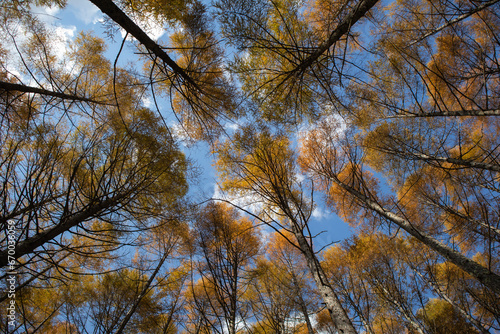 秋の紅葉した南八ヶ岳の針葉樹林