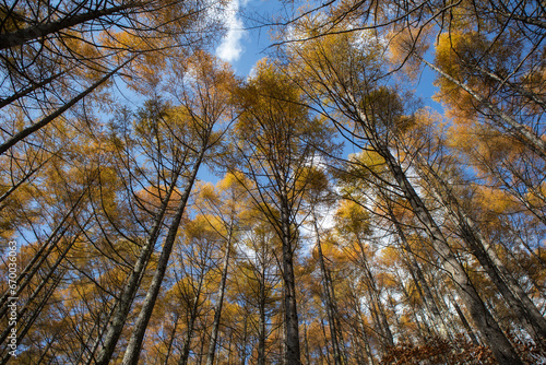 秋の紅葉した南八ヶ岳の針葉樹林