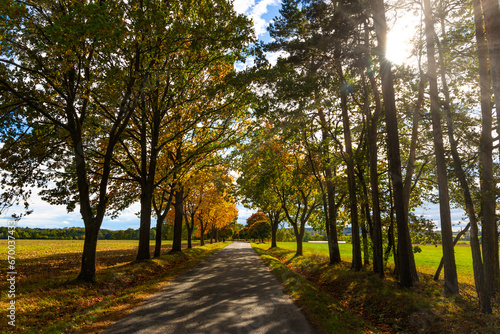 Fototapeta Naklejka Na Ścianę i Meble -  The road in the autumn forest.