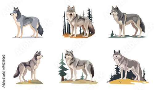 Big set grey wolf, wild forest canine animal. Vector cartoon, flat elements isolated on background