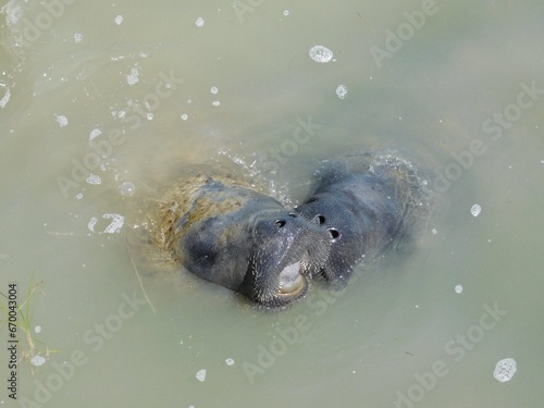 Manatees are large, fully aquatic, mostly herbivorous marine mammals sometimes known as sea cows. There are three accepted living species of Trichechidae, representing three of the four living species