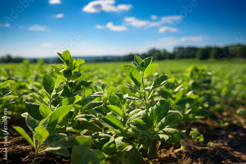 Wide soybean field stretching into the horizon.