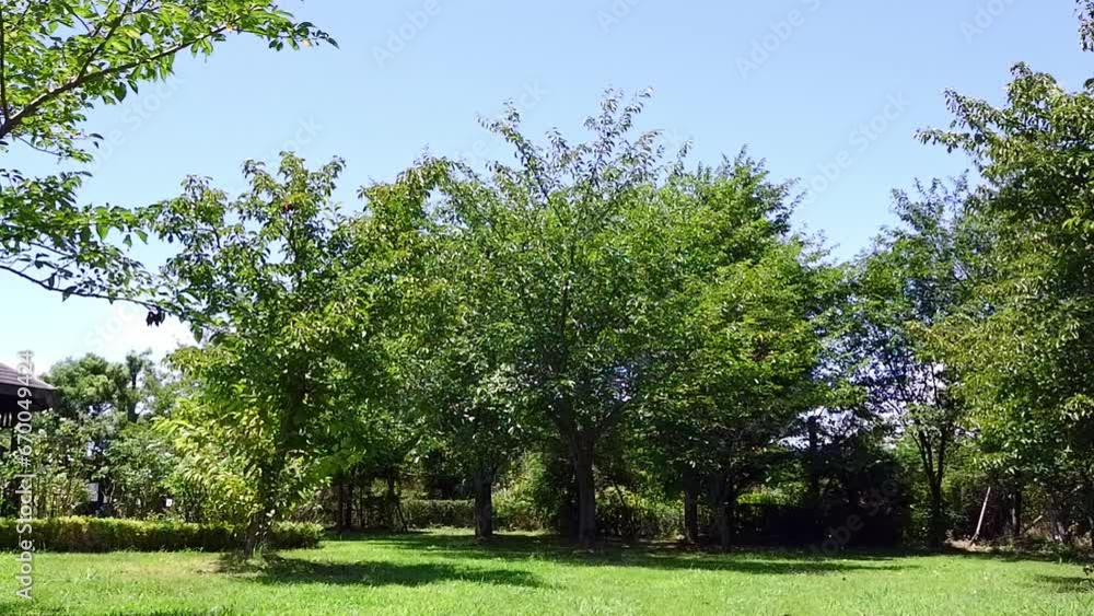 The leaves on the trees are shaking in the wind The leaves on the trees are shaking in the wind