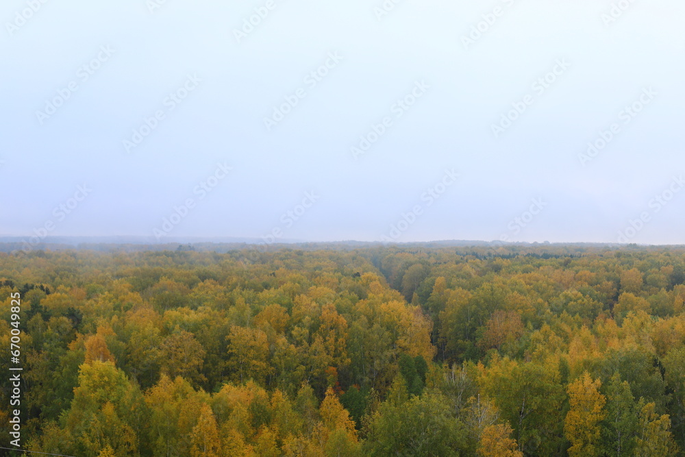 Landscape of the autumn forest.