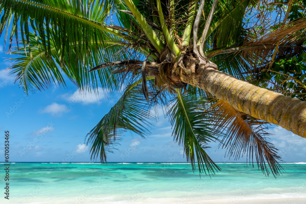 Palm tree on the scenic tropical sandy Anse Source d'Argent beach, La Digue island, Seychelles