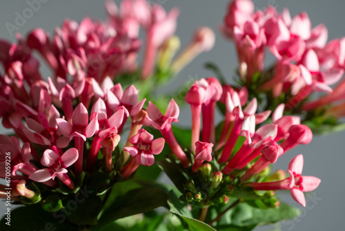 Close up of Bouvardia pink flowers