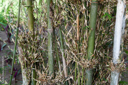 green bamboo trees that grow wild in the forest