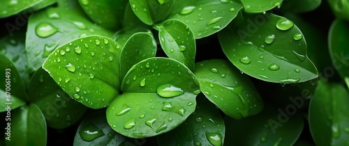 Closeup of green leaves after rain. Beautiful foliage with raindrops background. Nature organic ecology concept.