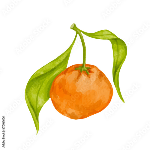 Ripe citrus fruit of tangerine. Vector graphics.