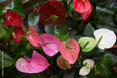 Close-up of the flower Anthurium Pandola pink shade and other colors are against the background of leaves. photo