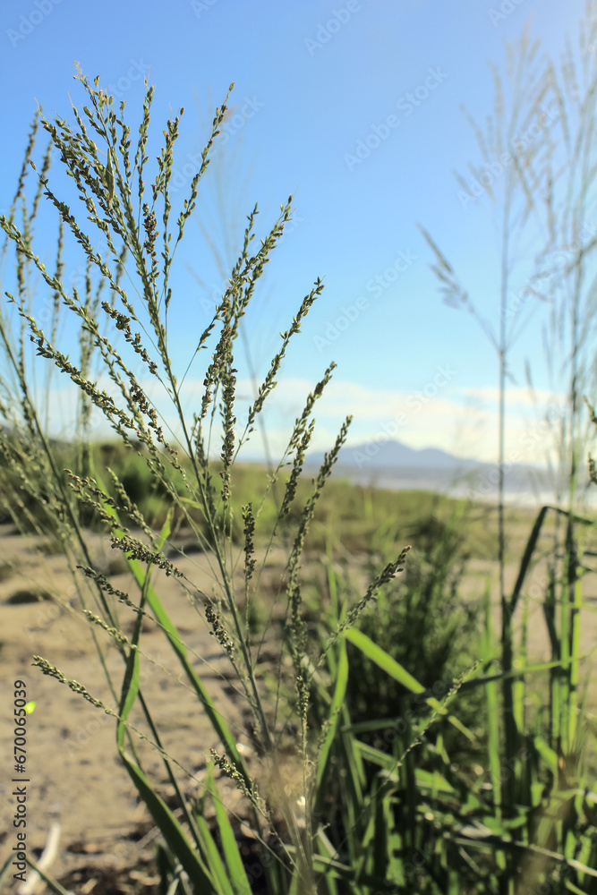 Close-up of Panicum virgatum with the sunlight in the countryside. Wild plant and wild grasses. Nature scene.