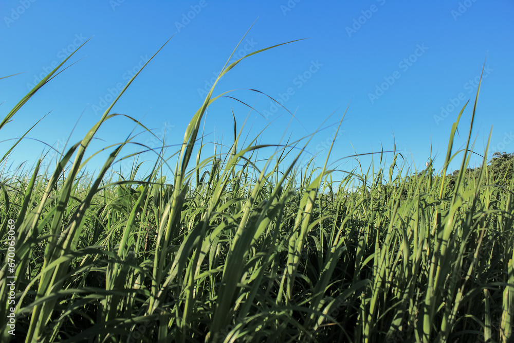 Close-up of the green grasses in the countryside. Rural and nature scene.