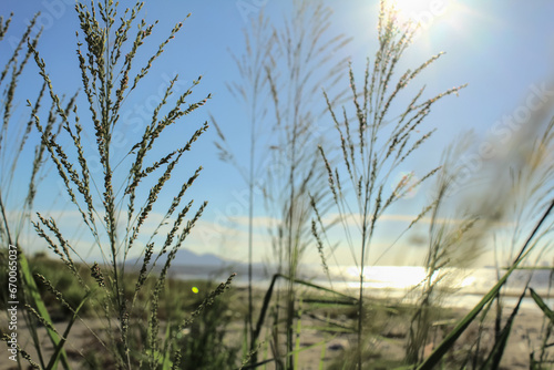 Close-up of Panicum virgatum with the sunlight in the countryside. Wild plant and wild grasses. Nature scene. photo