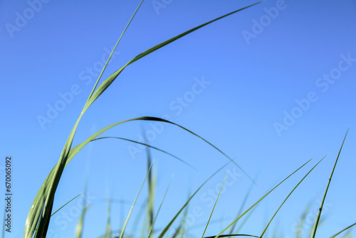 Fototapeta Naklejka Na Ścianę i Meble -  Close-up of the green grasses in the countryside. Rural and nature scene.