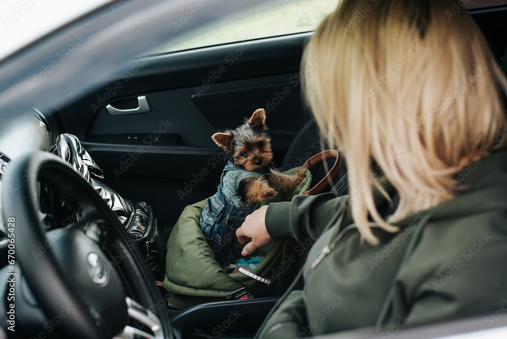 Young woman driver with pet puppy in car, selective focus on small Yorkshire terrier dog