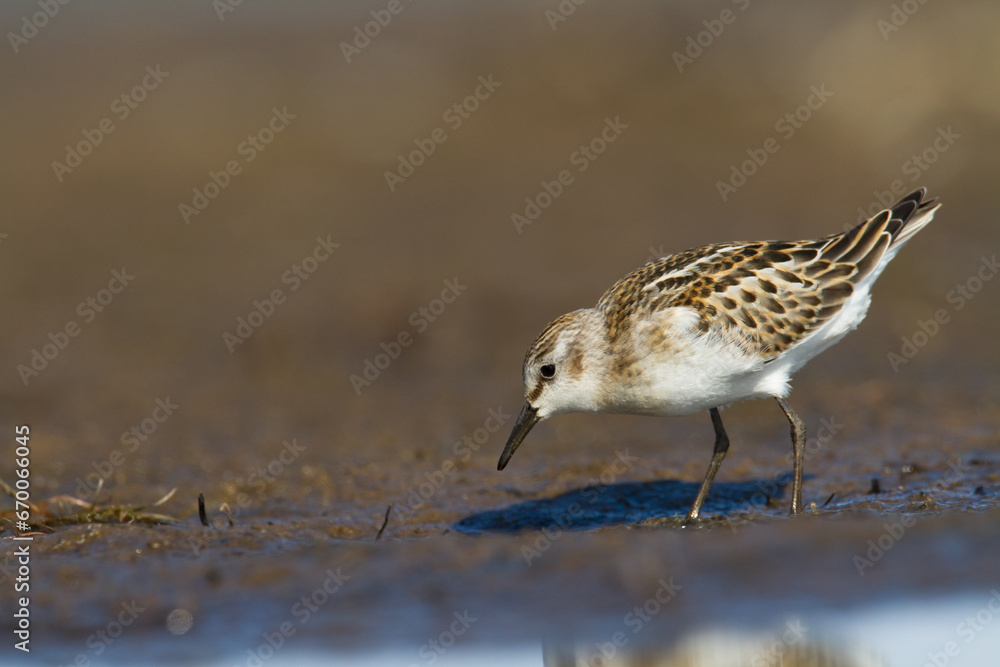 Bird Calidris minuta Little Stint small migratory bird, Poland Europe Bird Calidris minuta Little Stint small migratory bird, Poland Europe